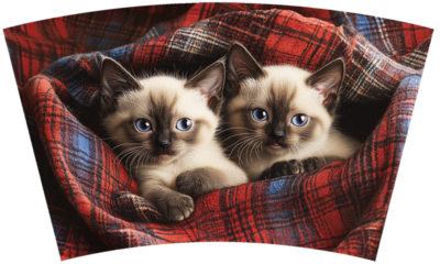 Cats on Plaid